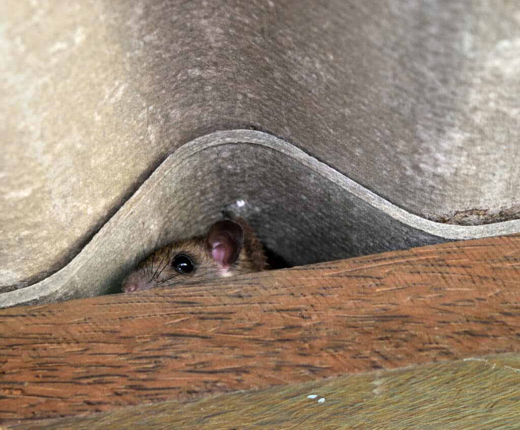 Mouse hiding in attic with poor insulation